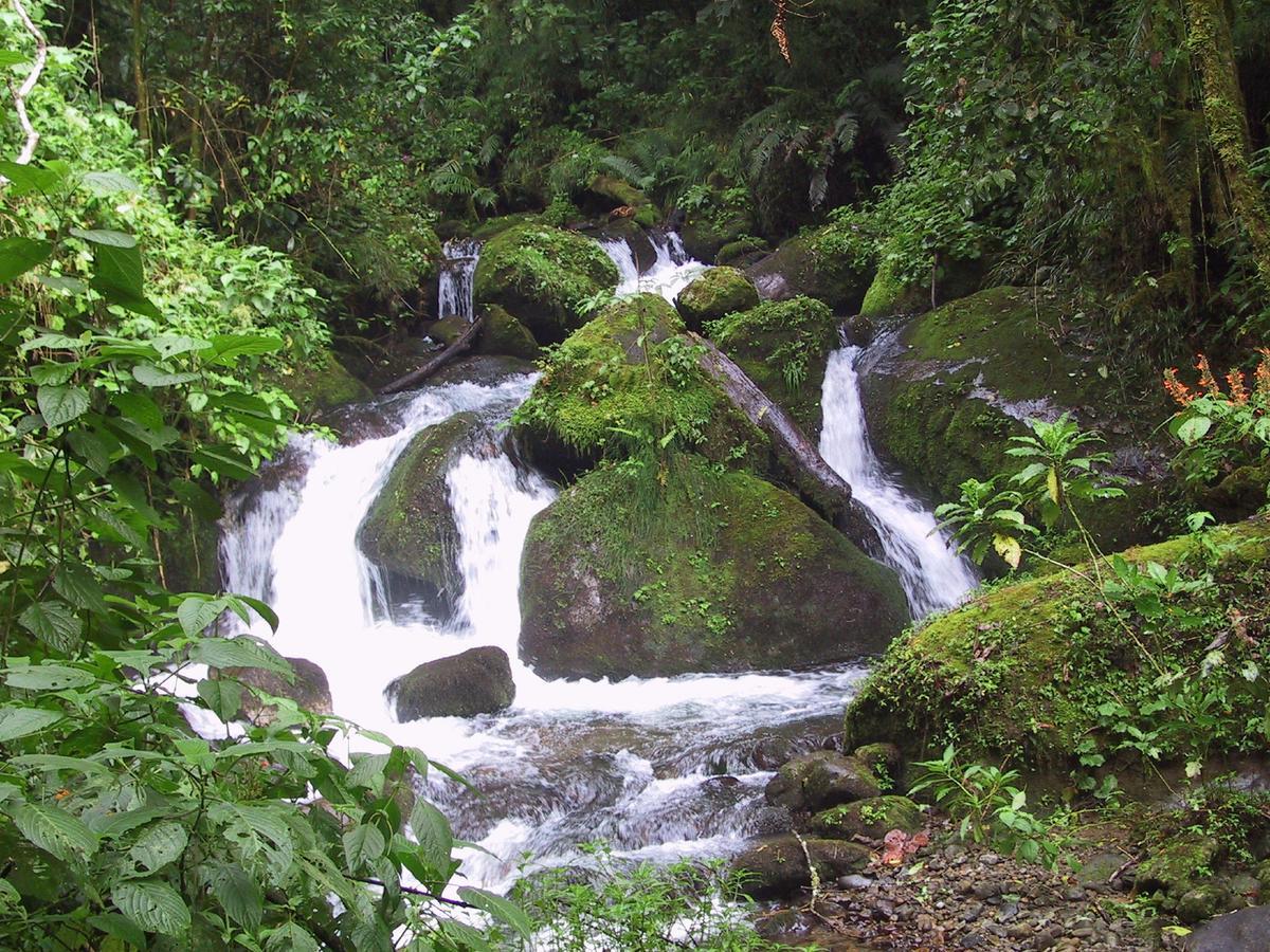 Quetzal Valley Cabins San Gerardo de Dota Buitenkant foto