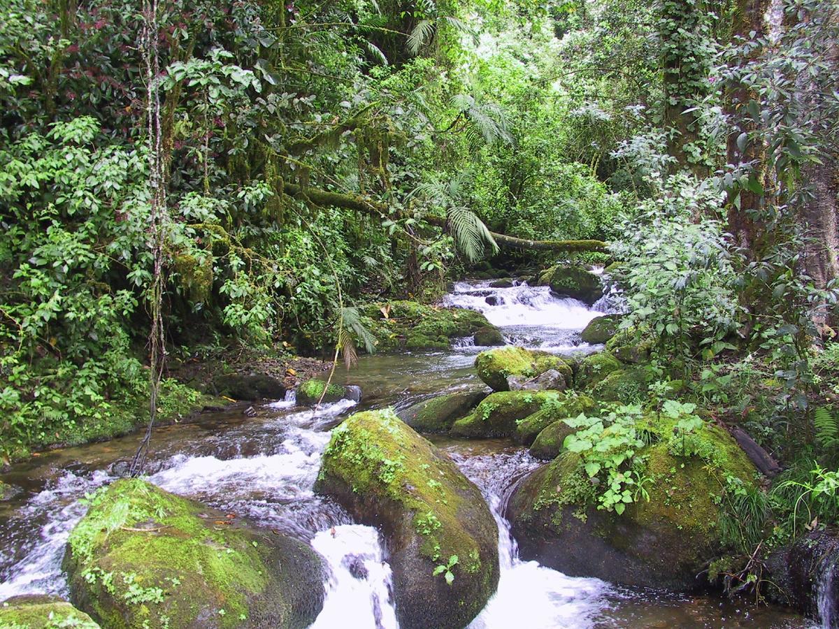 Quetzal Valley Cabins San Gerardo de Dota Buitenkant foto